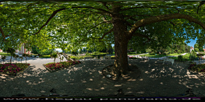 Mainau 2015 unter
                                                  der Platane