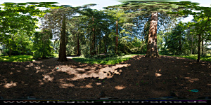 Mainau
                                                  2015 im Arboretum