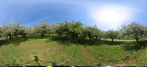 Kugelpanorama
                                                    Scheinbuch bei
                                                    �berlingen Hochstamm
                                                    Apfelplantage