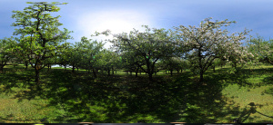 Kugelpanorama
                                                    Scheinbuch bei
                                                    �berlingen Hochstamm
                                                    Apfelplantage