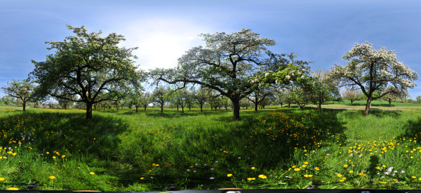 Kugelpanorama
                                                    Scheinbuch bei
                                                    �berlingen Hochstamm
                                                    Apfelplantage