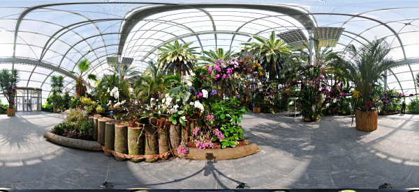 Mainau 2008
                                                  Orchideenschau