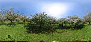 Kugelpanorama
                                                    Scheinbuch bei
                                                    �berlingen Hochstamm
                                                    Apfelplantage